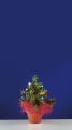 Kahlert Weihnachtsbaum im Topf 5 LED  NML